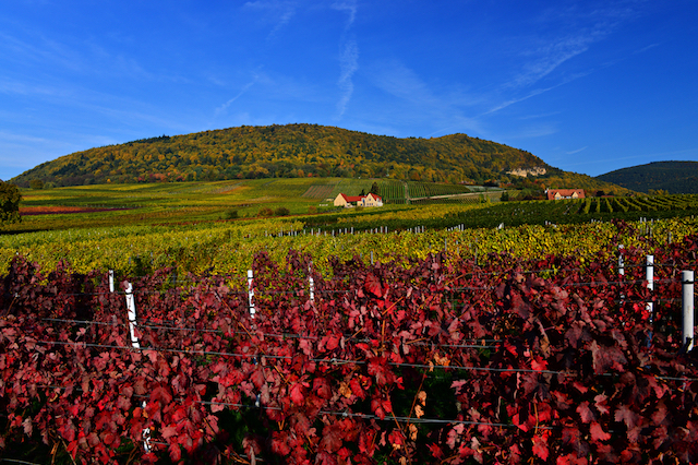 Dia 4: Passeios pela região e os festivais de vinho
