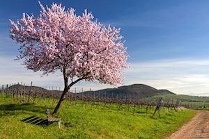 Rota do Vinho - Road Trip Alemanha